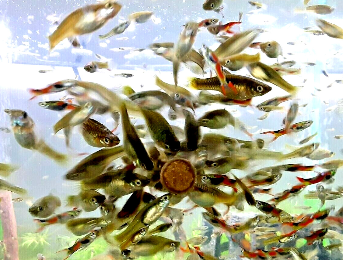 ALL FEMALE Endler’s Variety Mix (10+2 free fish)