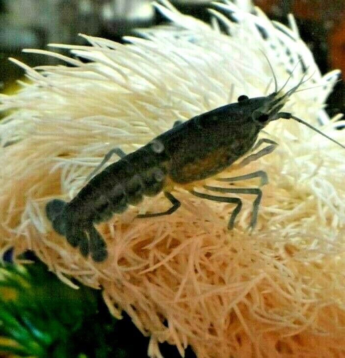 (2) Live Freshwater Aquarium Fish ELECTRIC BLU Small 1″ -1.5″
