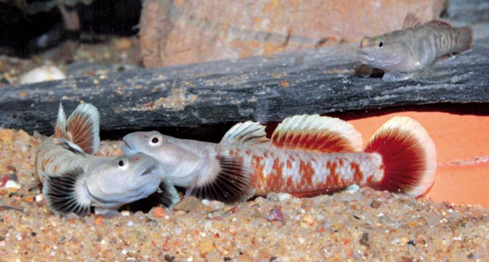 2 Pack Zhoui Flame Goby 1-1.5 Inch Live Freshwater Aquarium Goby Fish Rare