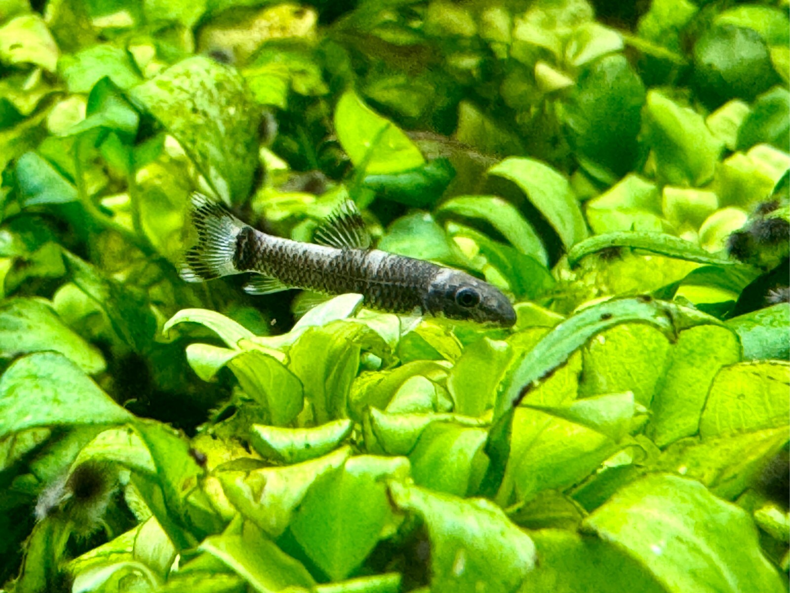 2x Panda Garra Juvenile Size 0.75″-1″ (2cm) Live Freshwater Aquarium Nano Fish