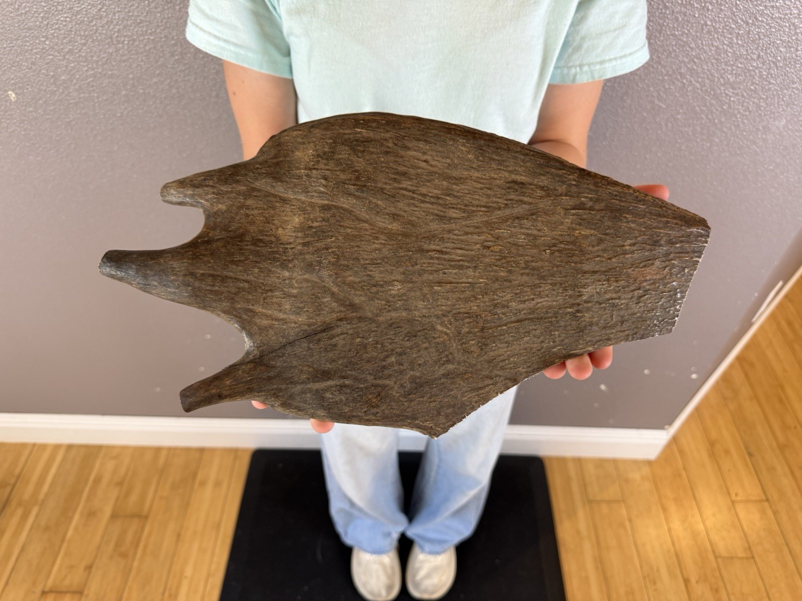 1 Huge JUMBO Whole MOOSE ANTLER Dog Chew SALE SELECT MASSIVE! COLOSSAL BIG 15”