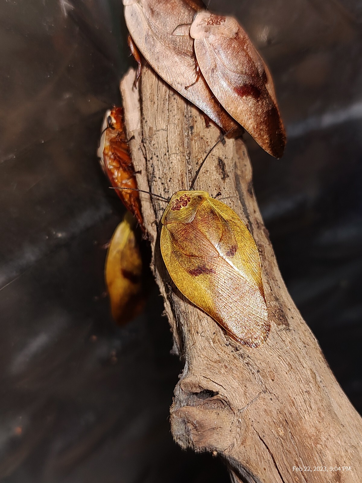 Porcelain Roach Gyna Lurida Yellow and Tan VERY ACTIVE 10+ nymphs