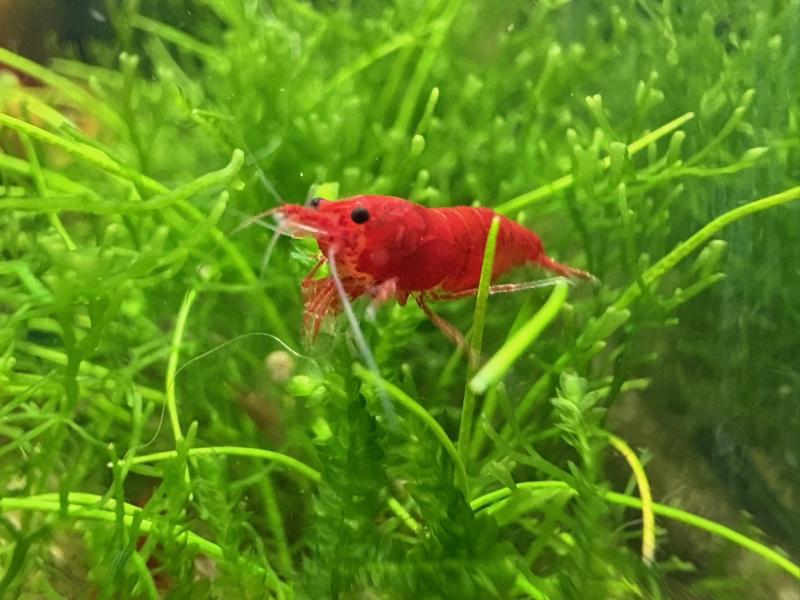 10+1 Fire Red Cherry Shrimp Freshwater Neocaridina Aquarium FREE SHIPPING