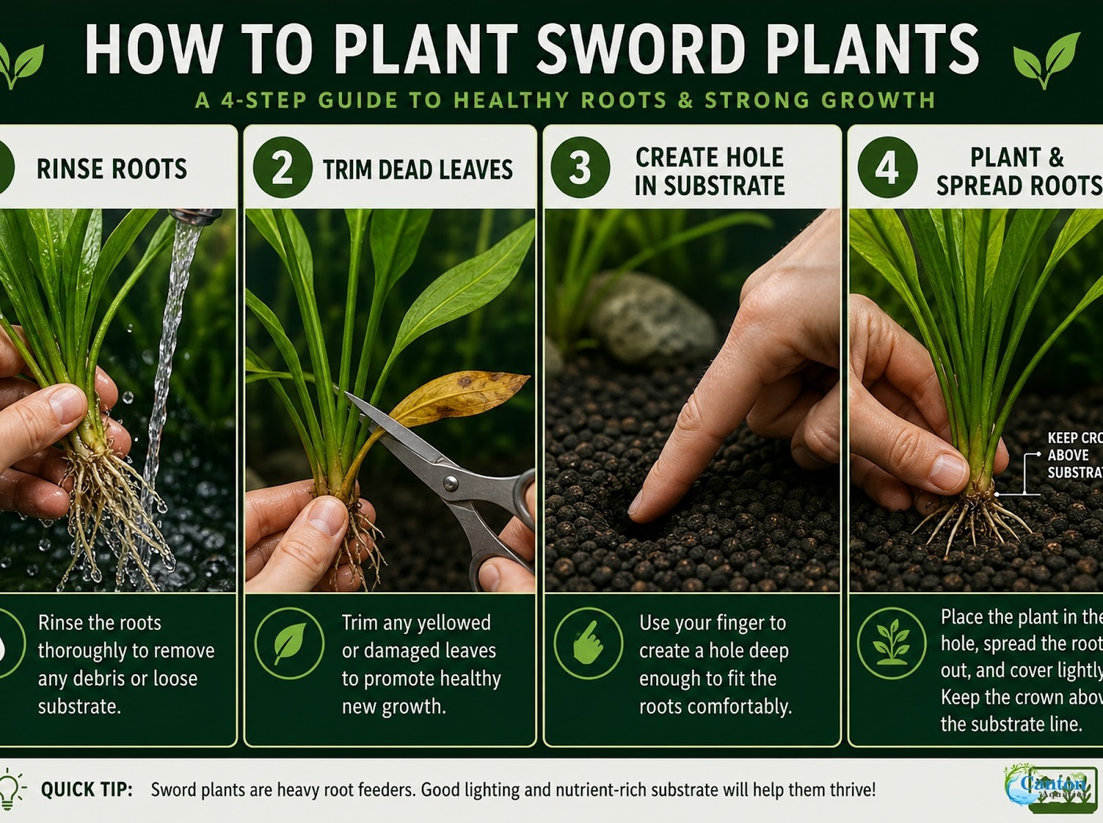 Amazon Sword Echinodorus Bleheri Easy Live Aquarium Plants Buy 2 Get 1 FREE