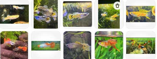 10 Unsexed Guppy Fry 6+ Weeks Random Selection Pictured/Listed Strains Below