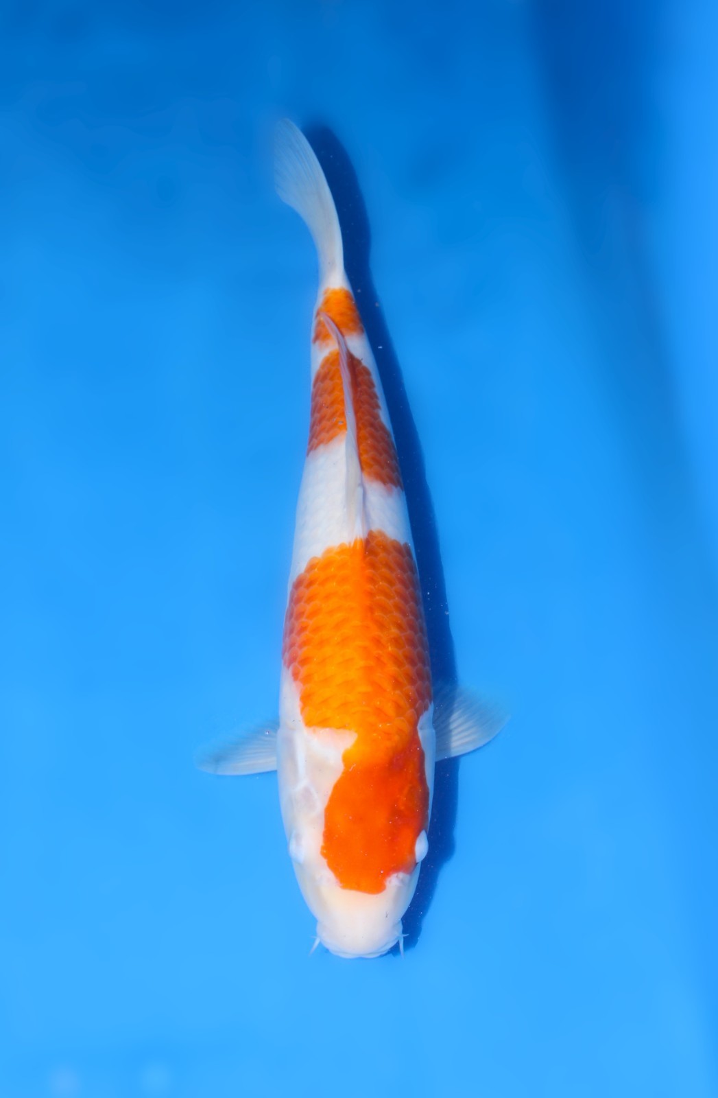 15″ Kohaku – Japan Imported – Nagoshi Koi Farm