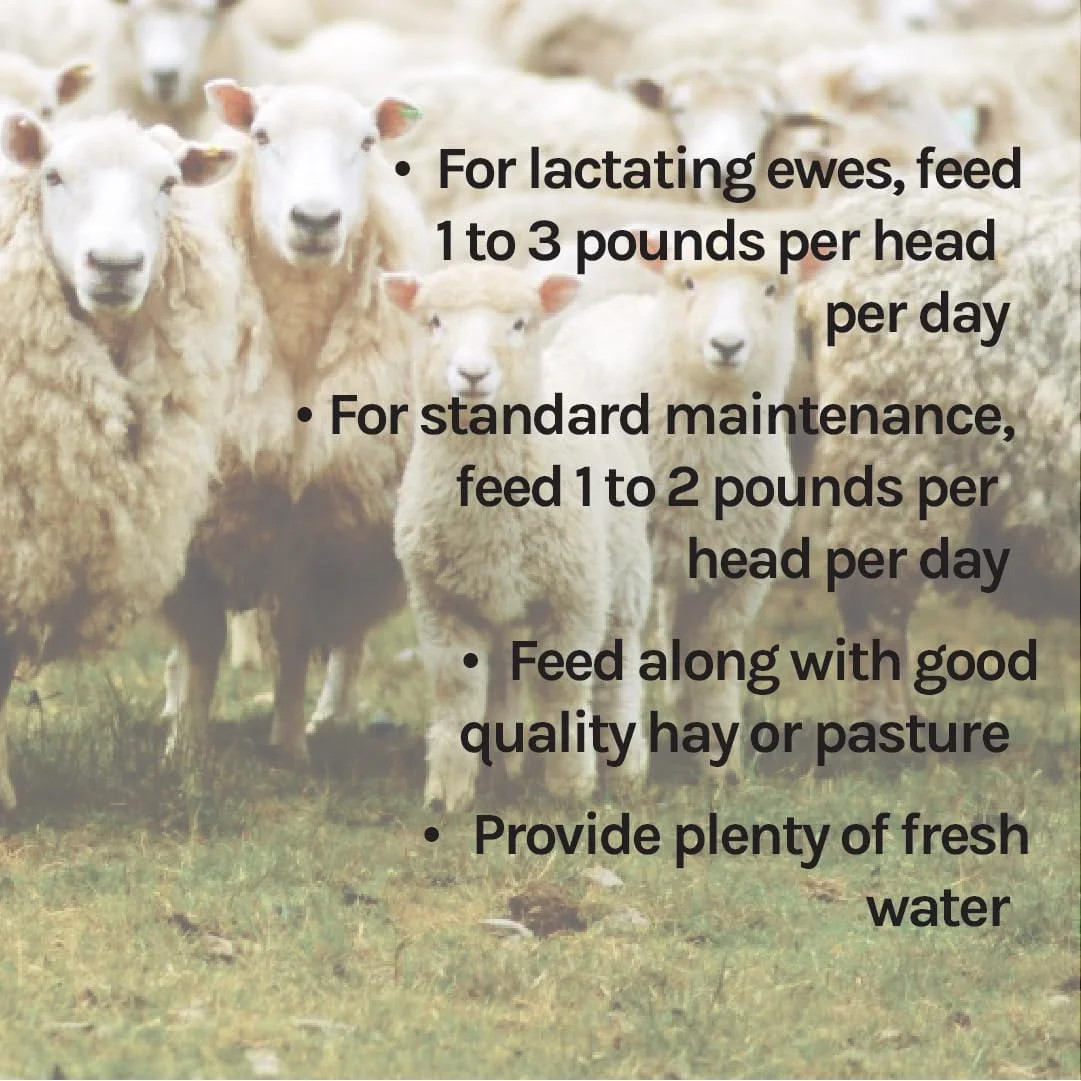 New Country Organics | Sheep Feed for Lactating Ewes and General Maintenance | S