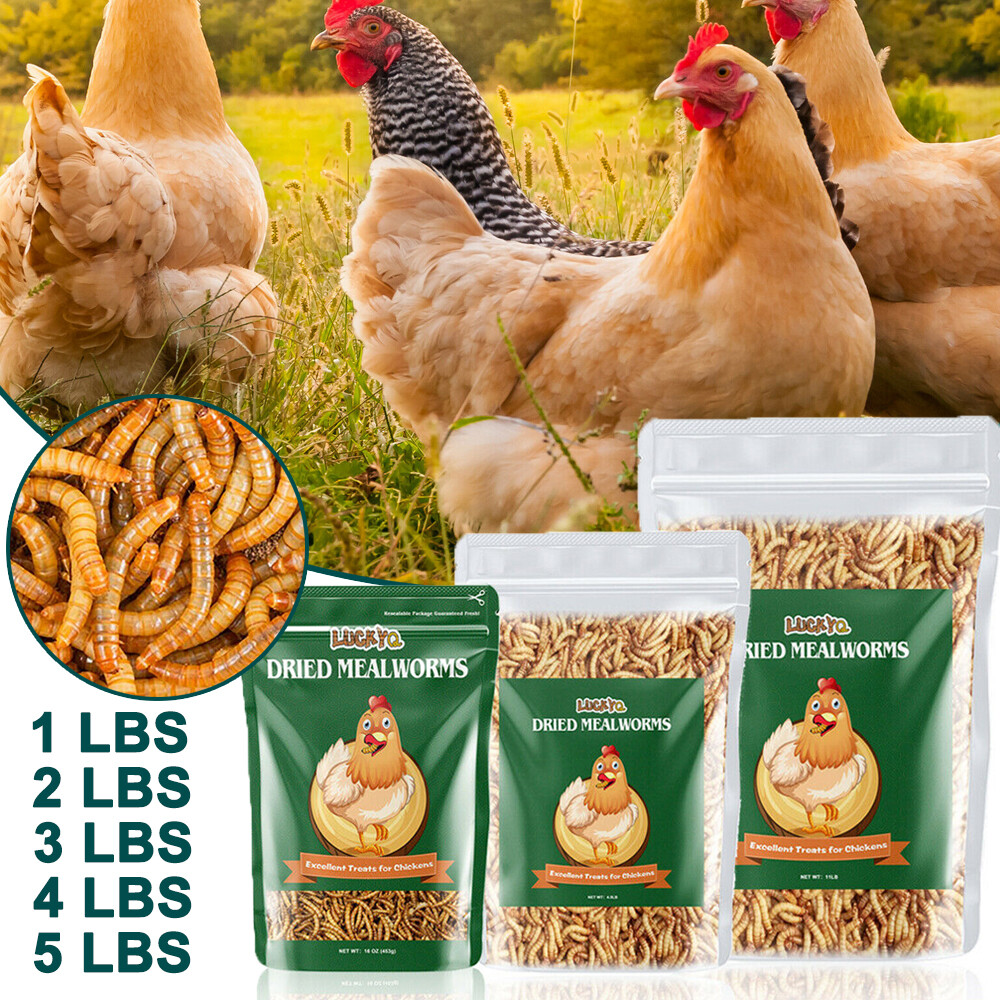 Dried Mealworms Bulk Non-GMO Organic for Wild Blue Bird Food Chickens Hen Treats