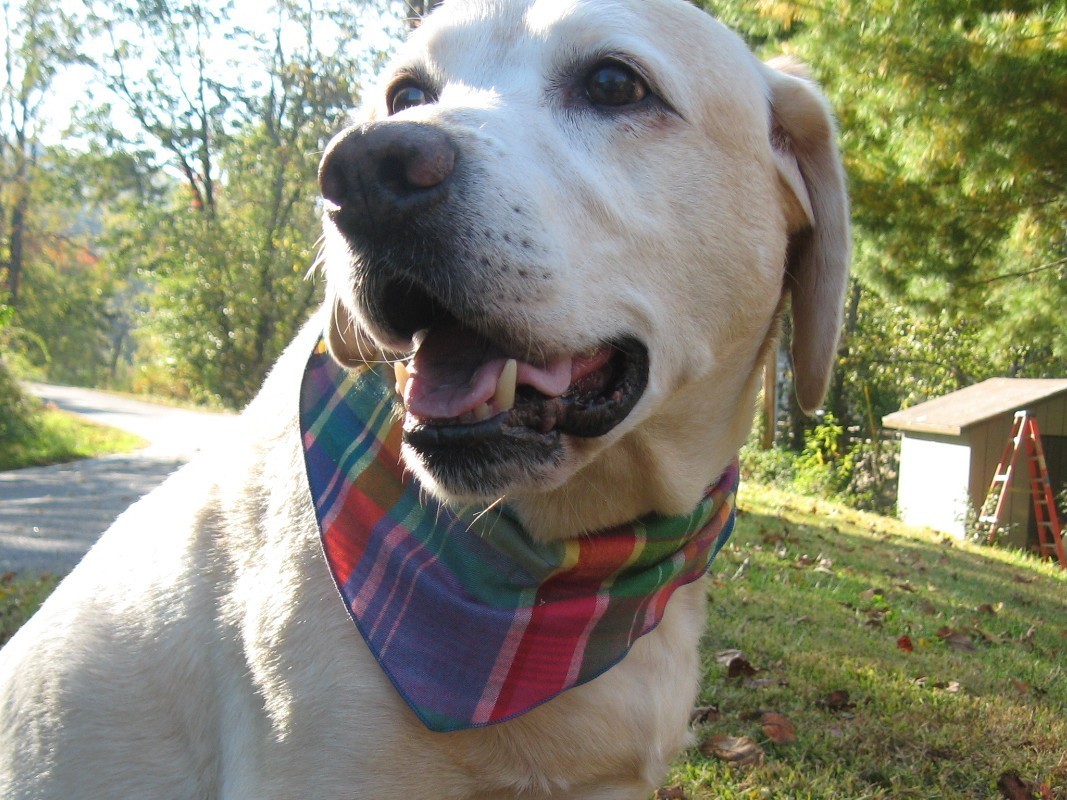 50 Dog Grooming BANDANAS EVERYDAY Finished PET SCARF TieOn BANDANNA XS S M L XL