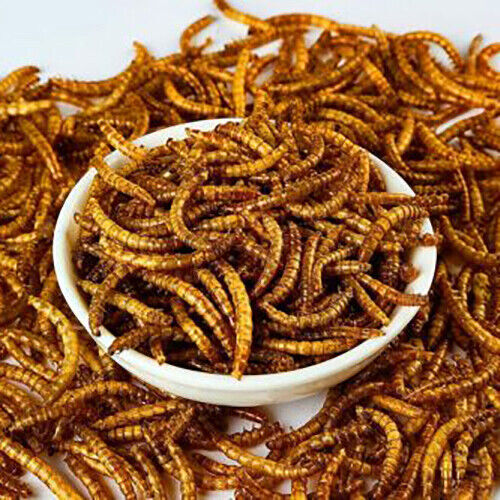 Wholesale Bulk Dried Mealworms for Wild Birds Food Blue Bird Chickens Hen Treats