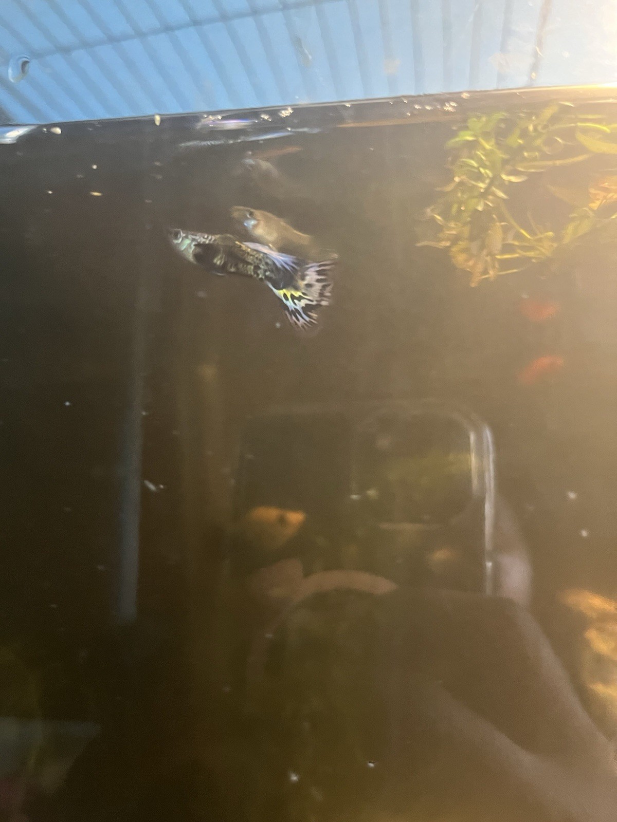 Live Female male pair Fish, Freshwater , Beginner-Friendly
