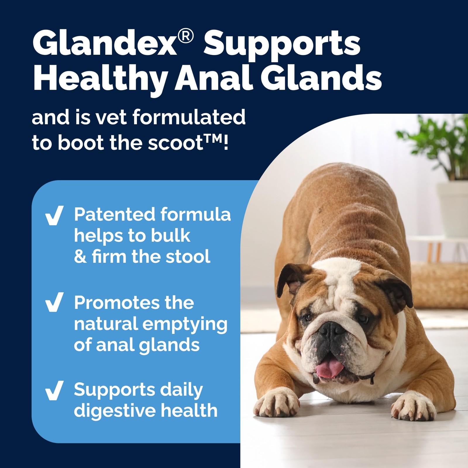 Glandex Dog Anal Gland Powder w/ Fiber, Pumpkin, Probiotics, Beef Liver, 5.5oz
