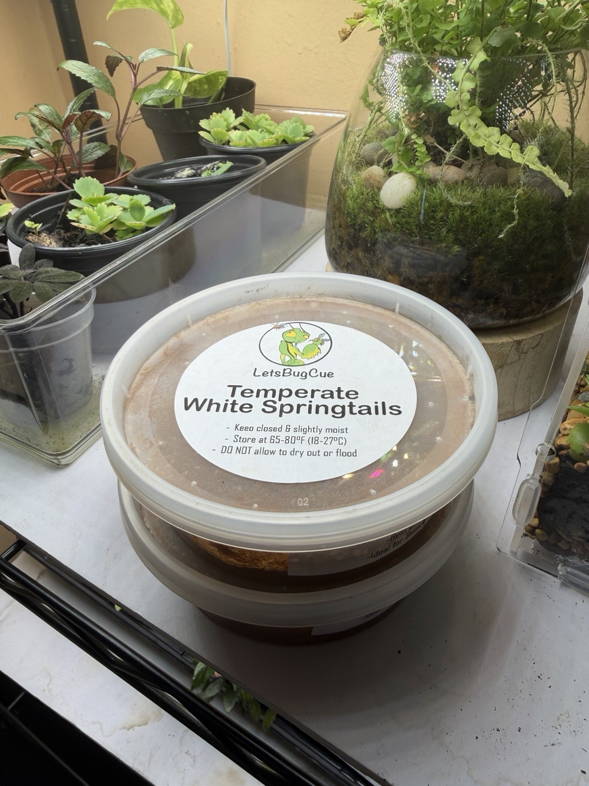 Temperate White Springtail Culture