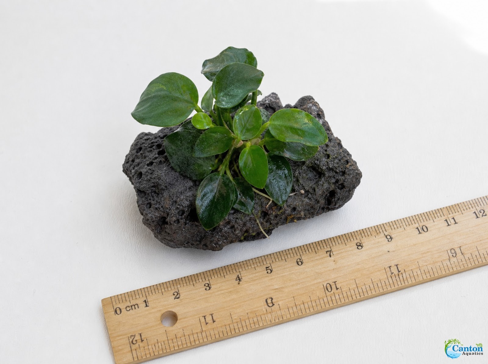 Anubias Nana on Lava Rock Live Aquarium Plant Low Light Freshwater Easy Care