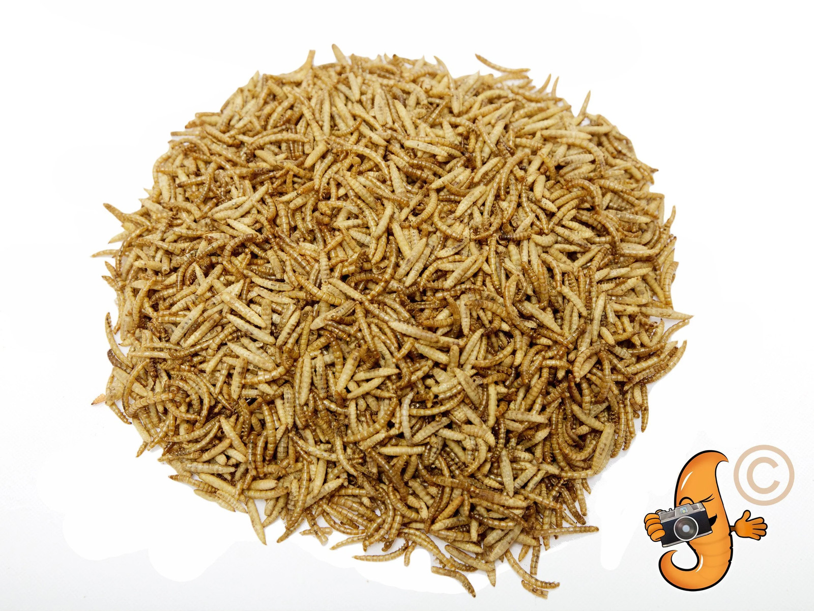 2lb Chubby Mealworm & Black Soldier Fly Larvae Mix Chicken, Duck & Bird Treat