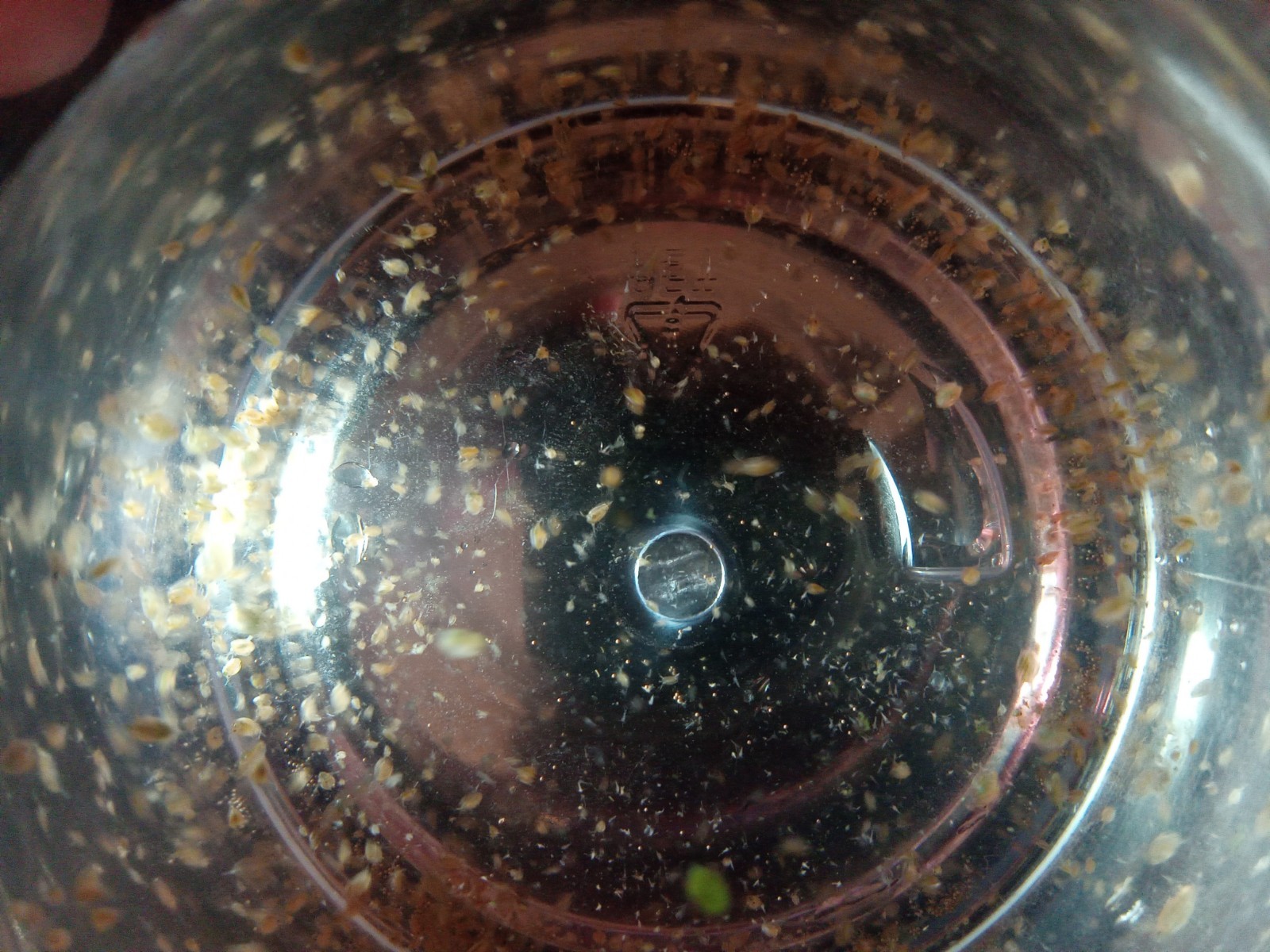 Multi Culture Starter Bundle. Scuds, Daphnia, Blackworm, Ostricods, Chlorella!