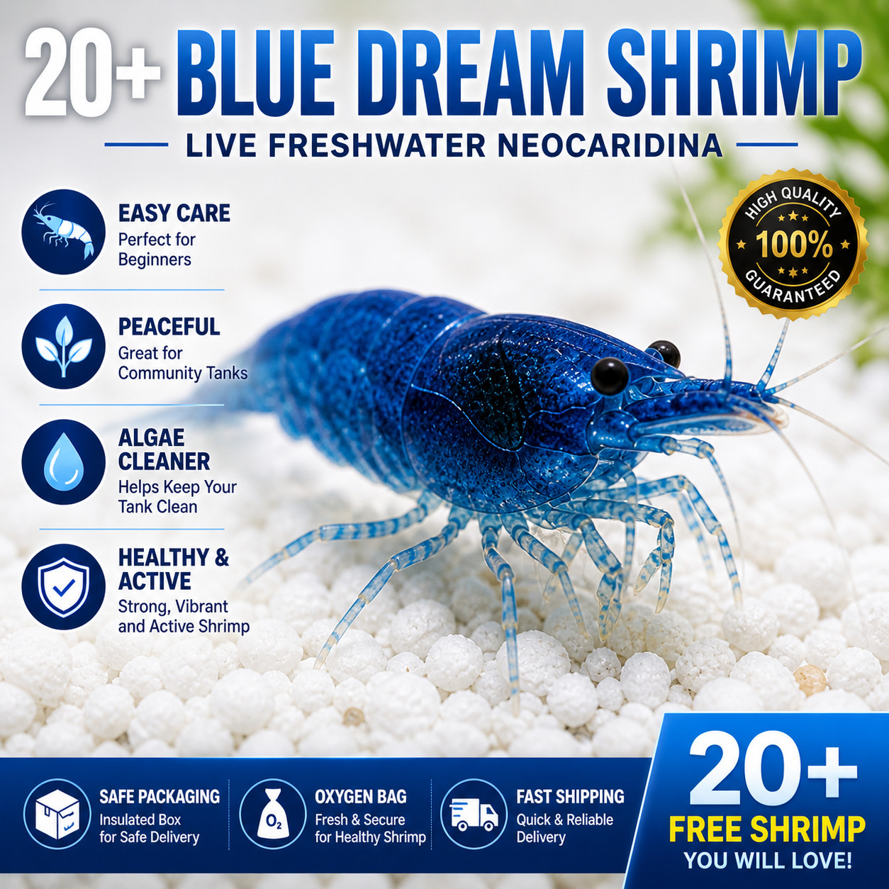 20+ Blue Dream Shrimp Live Neocaridina Freshwater Aquarium Live Arrival