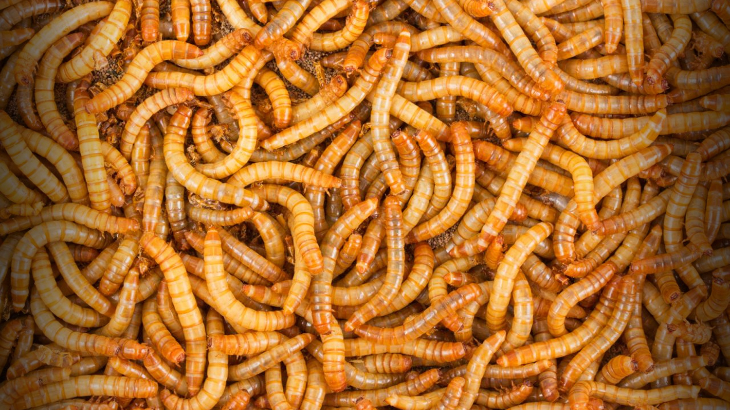 500 – Live Mealworms – Reptile Food