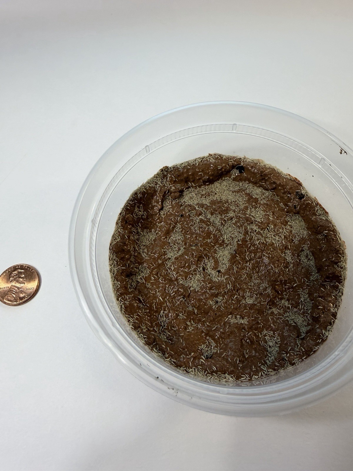 Temperate White Springtail Culture