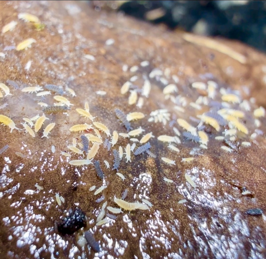 1000+ Yellow & Purple Springtail Mix (Ceratophysella Sp.) on Clay Culture