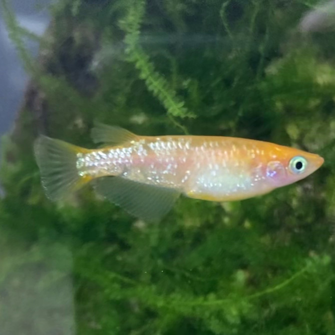 8 Medaka, Red King/Emperor Glitter Japanese Rice Fish, Easy Aquarium/Pond Fish
