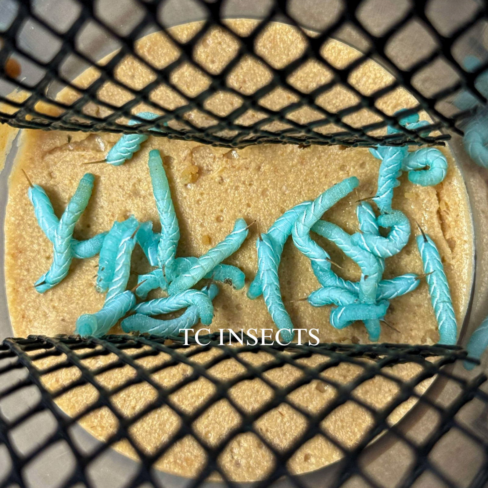 Live Hornworms | ½–1 Inch Size | Feeder Insects | FAST FREE SHIPPING