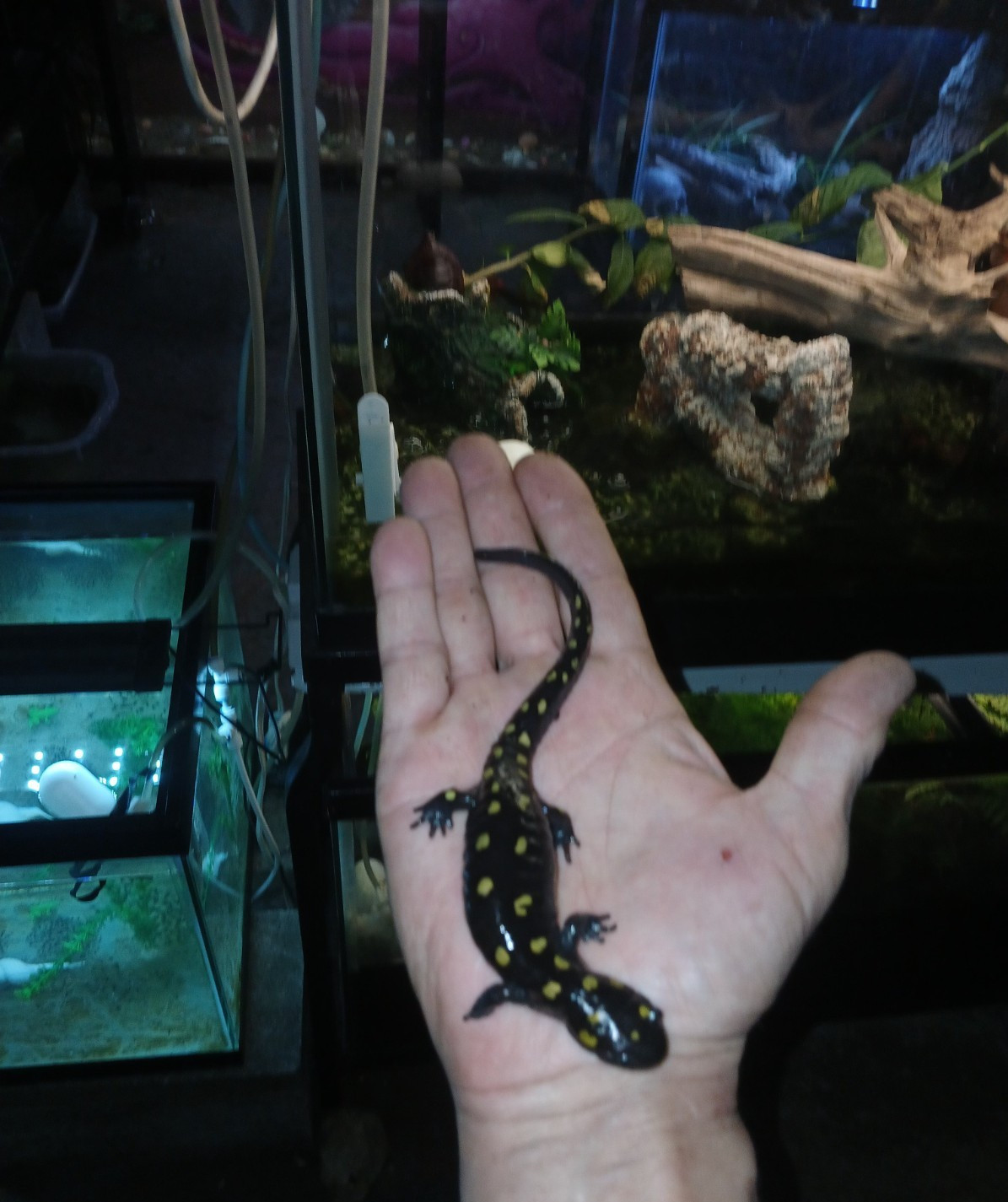 10+ Live – Spotted salamander / Jefferson EGGs