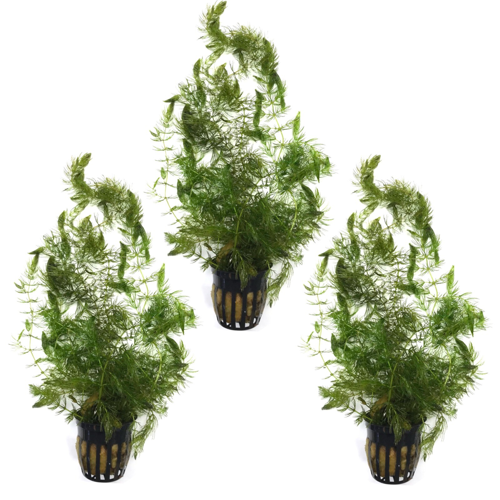 3 POTS HORNWORT PACK (Ceratophyllum) – POND LIVE AQUATIC PLANTS COONTAIL