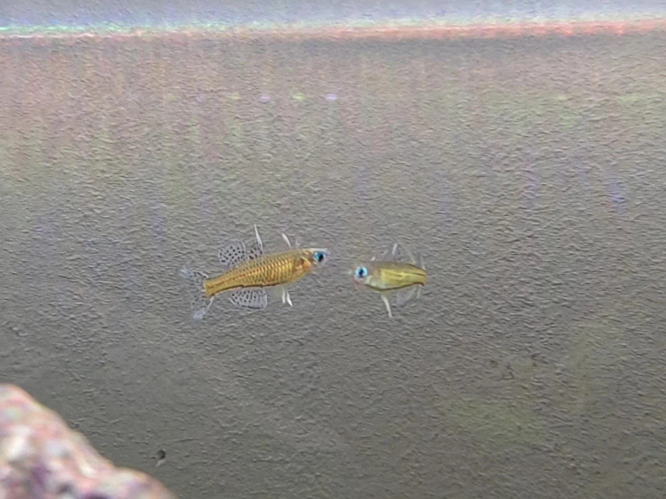 6x Red Neon Blue Eye Rainbowfish Vibrant Nano Live Freshwater Aquarium Fish