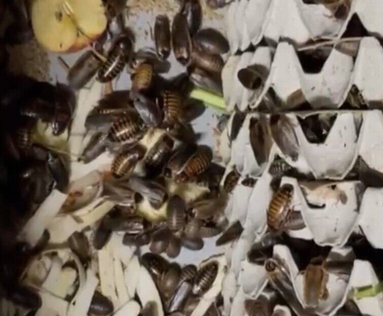 Dubia Roaches Live Feeders S/M/L/XL 100/200/300/400/500+15% Overcount+Free Ship