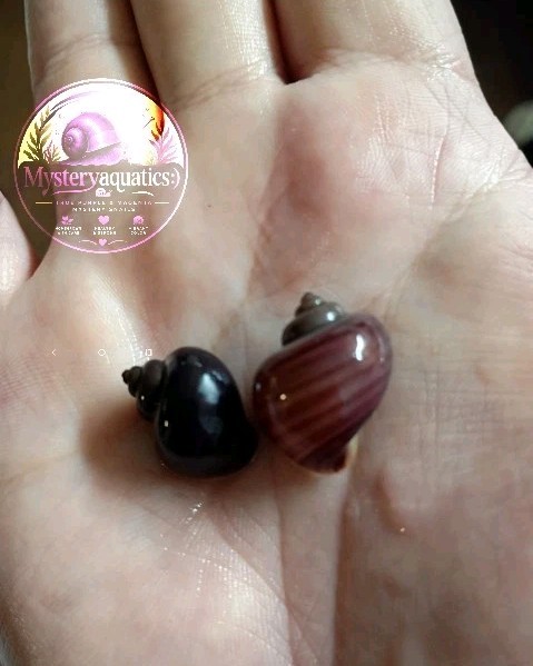 True Purple And Magenta Mystery Snails – Live Snails – Fresh Water