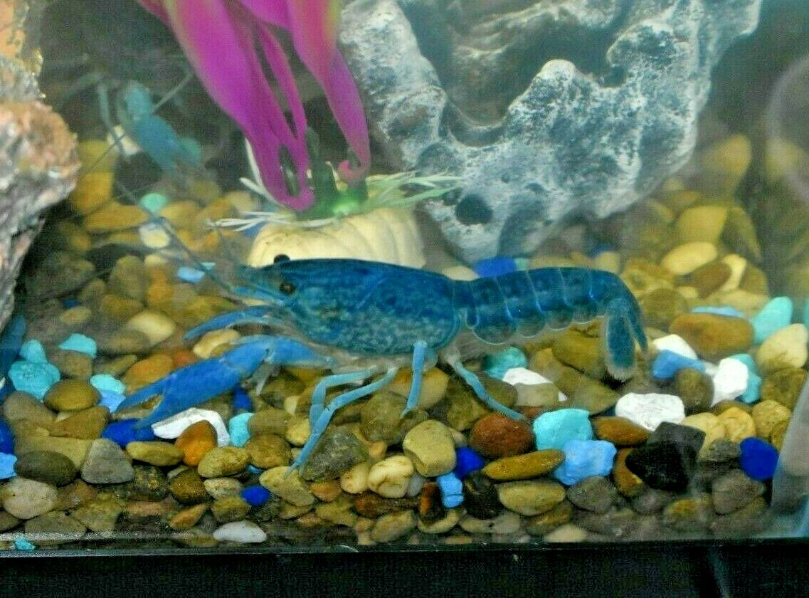 (2) Live Freshwater Aquarium Fish ELECTRIC BLU Small 1″ -1.5″