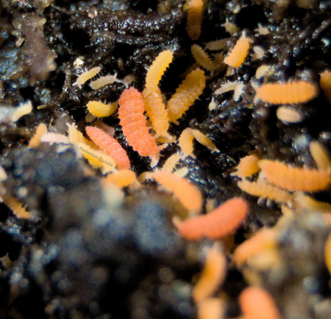 200+ Orange Springtail Culture Bioactive Clean Up Crew Feeder LAG