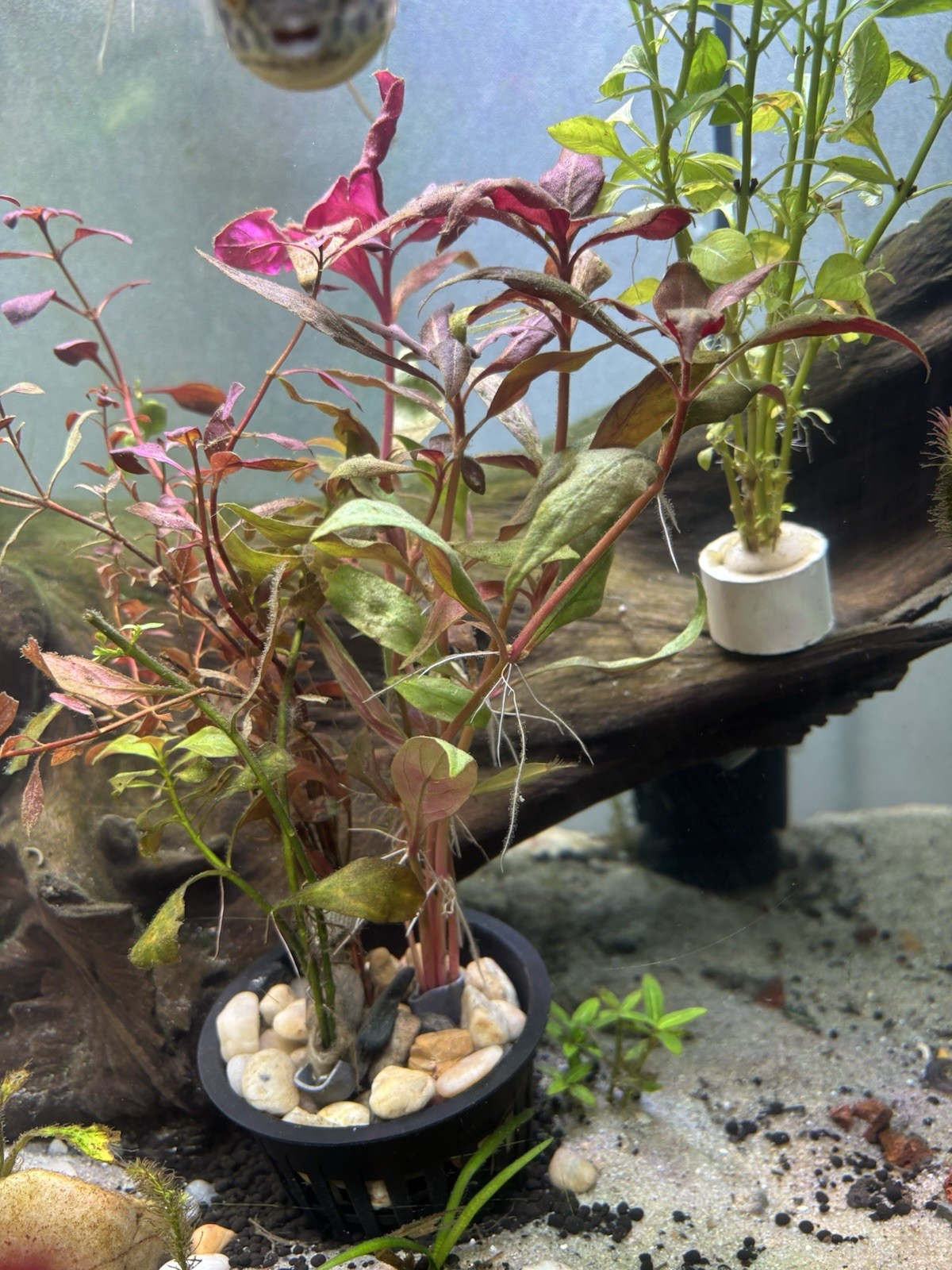🌿 LIVE Mystery Aquarium Plant Pack – Beginner Friendly! (10+ Stems) 💧