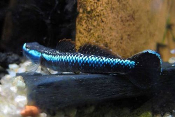 3 Pack – Male Neon Blue Stiphodon Goby – Live Freshwater Aquarium Tank Fish