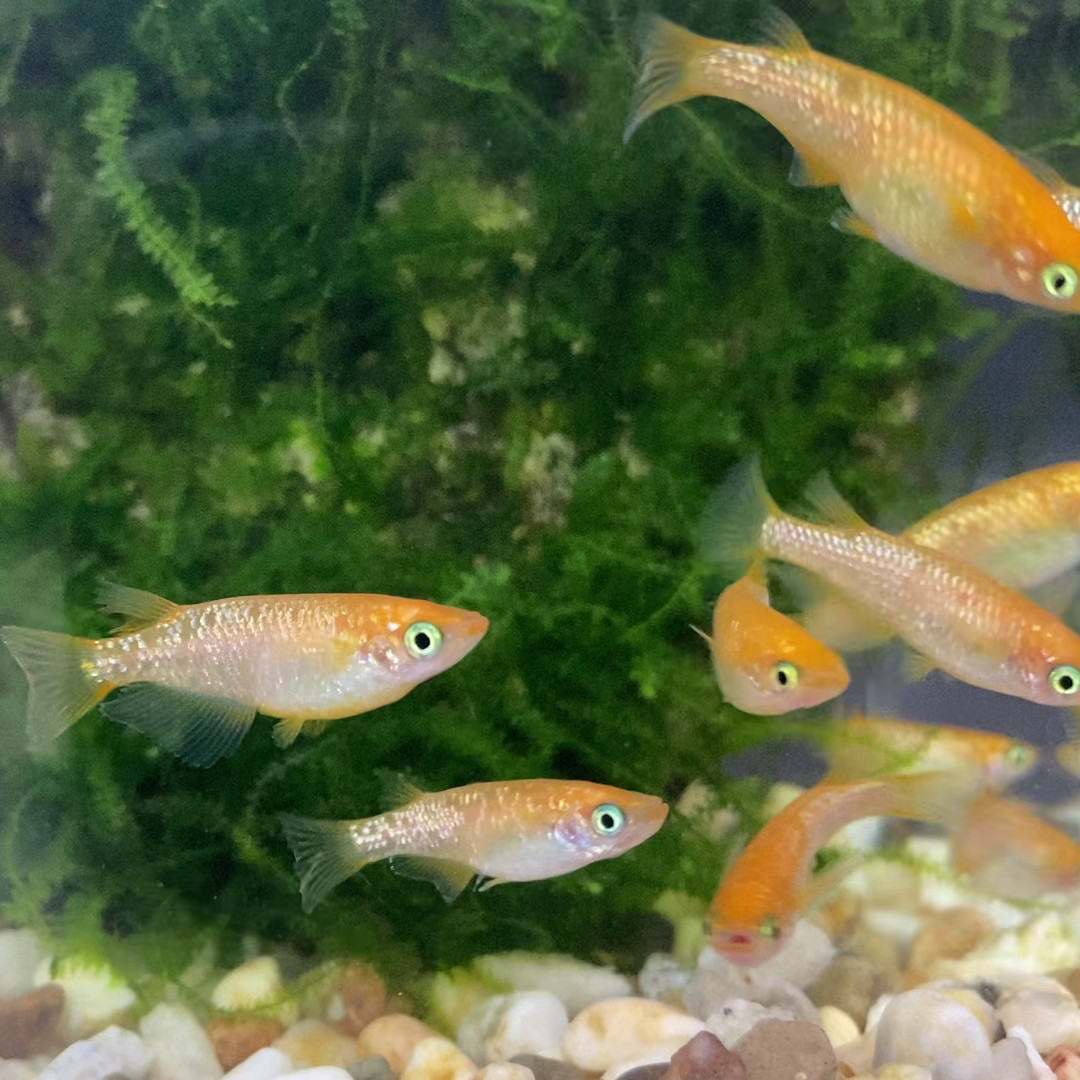 8 Medaka, Red King/Emperor Glitter Japanese Rice Fish, Easy Aquarium/Pond Fish
