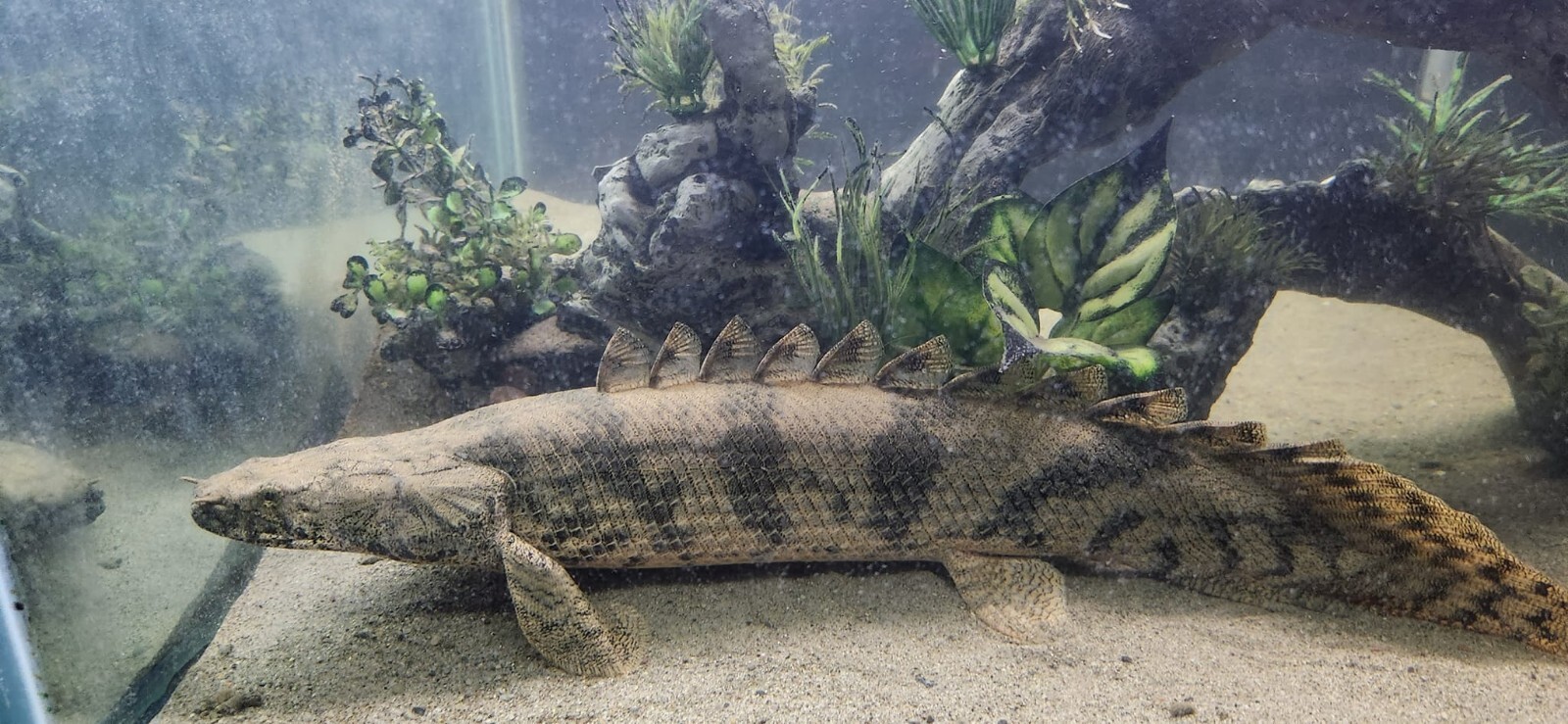 ABF CORY CATFISH MIX Bottom Feeders,Krill,Spirulina,Cory Cats,PlecoABF425WW