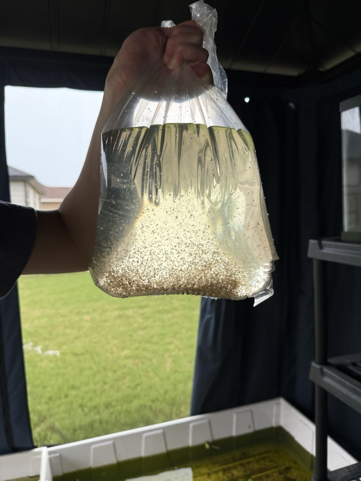 5000+ Live Daphnia (free 2 Day Shipping)