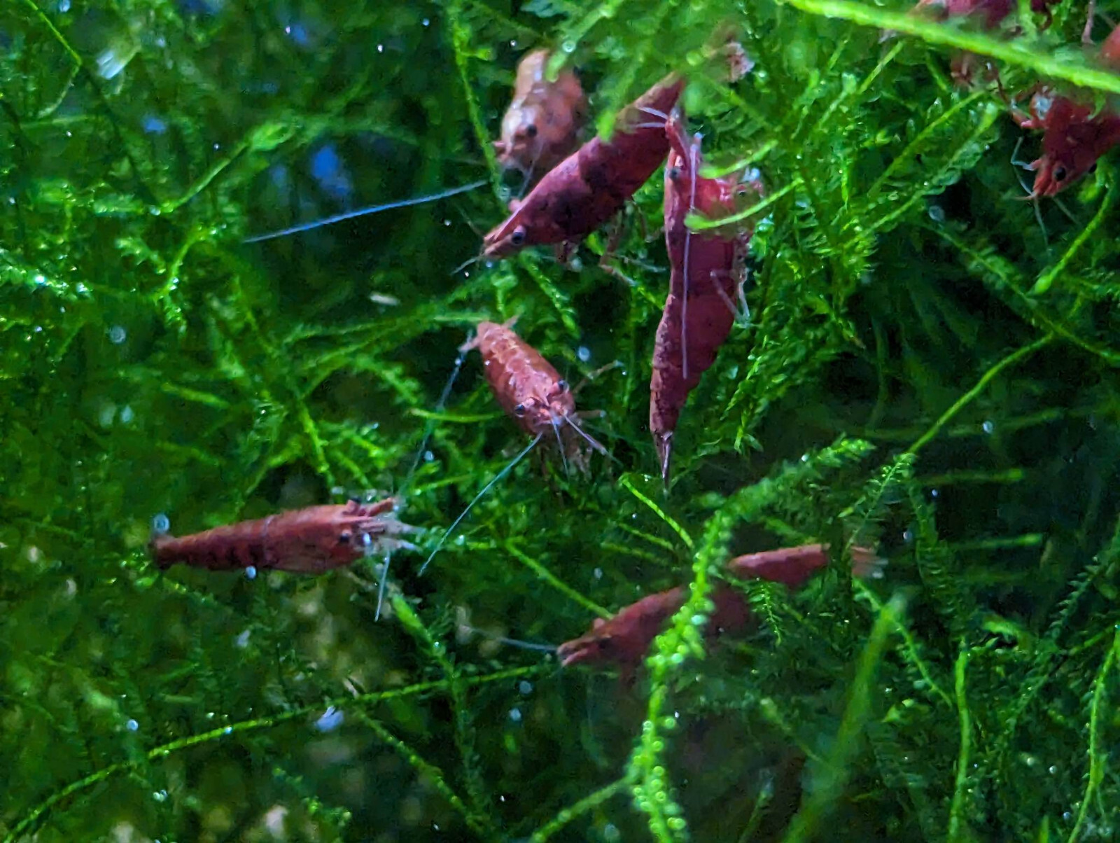 Fire Red Neocaridina Shrimp 10+ Freshwater USA SELLER FREE SHIPPING