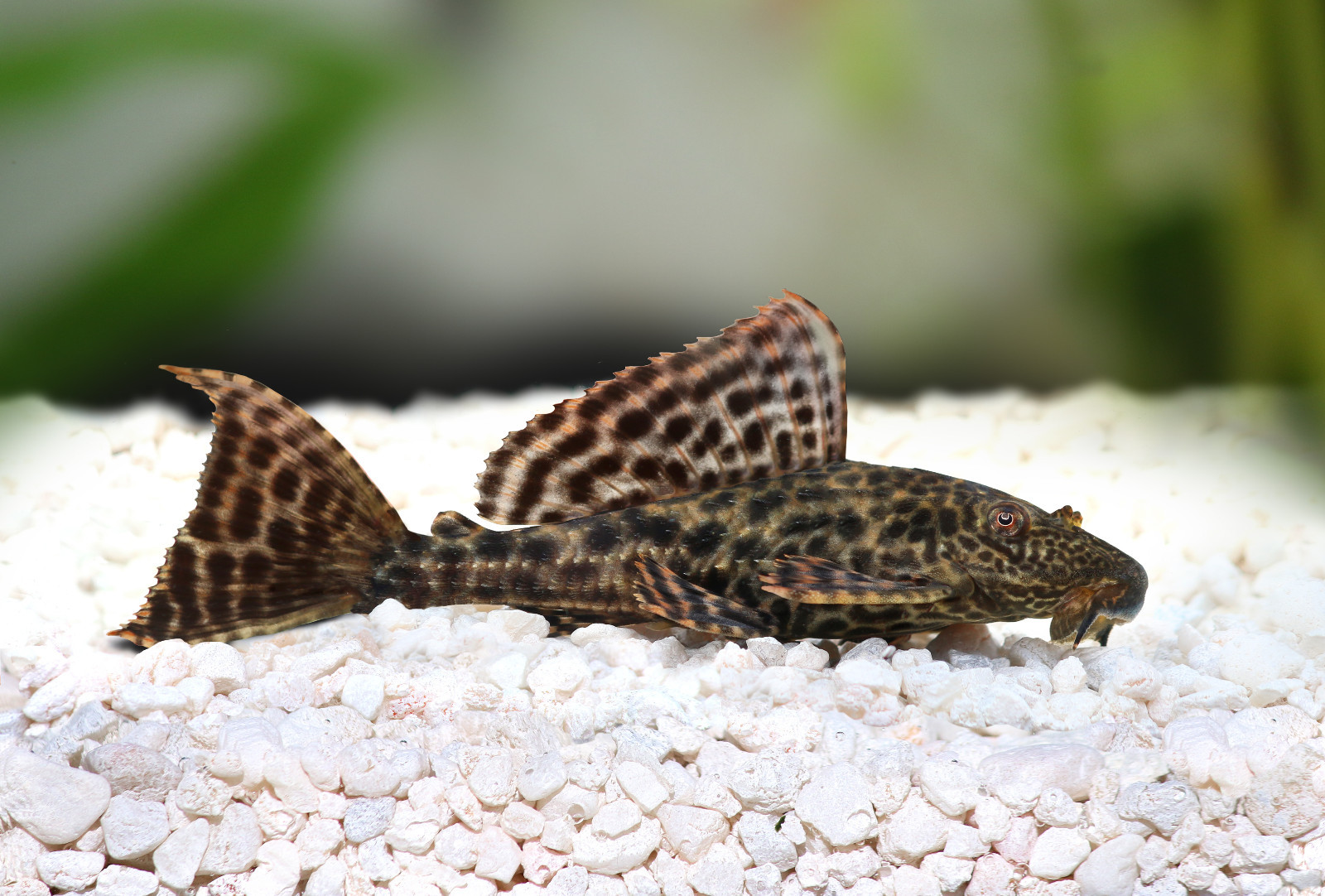 ABF LOACH & CATFISH MIX,Krill Wafer,Veggie Stick,Pleco,Snail,Spirulina,ABF262
