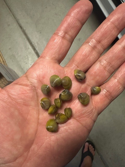 10 LIVE FRESHWATER GOLDEN BABY CLAMS MUSSELS FILTER FEEDER GREEN WATER CONTROL