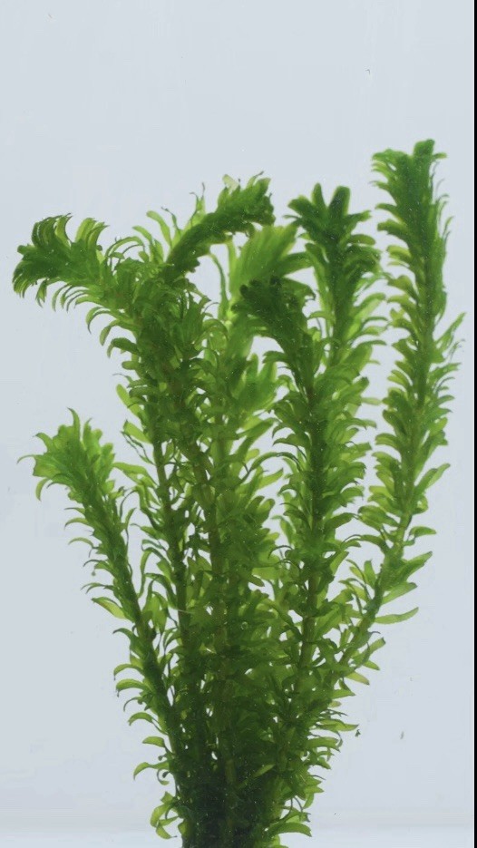 🌿🌿Anacharis Elodea Egeria Densa 10 Stems Live Aquarium Pond Plants 🌿🌿