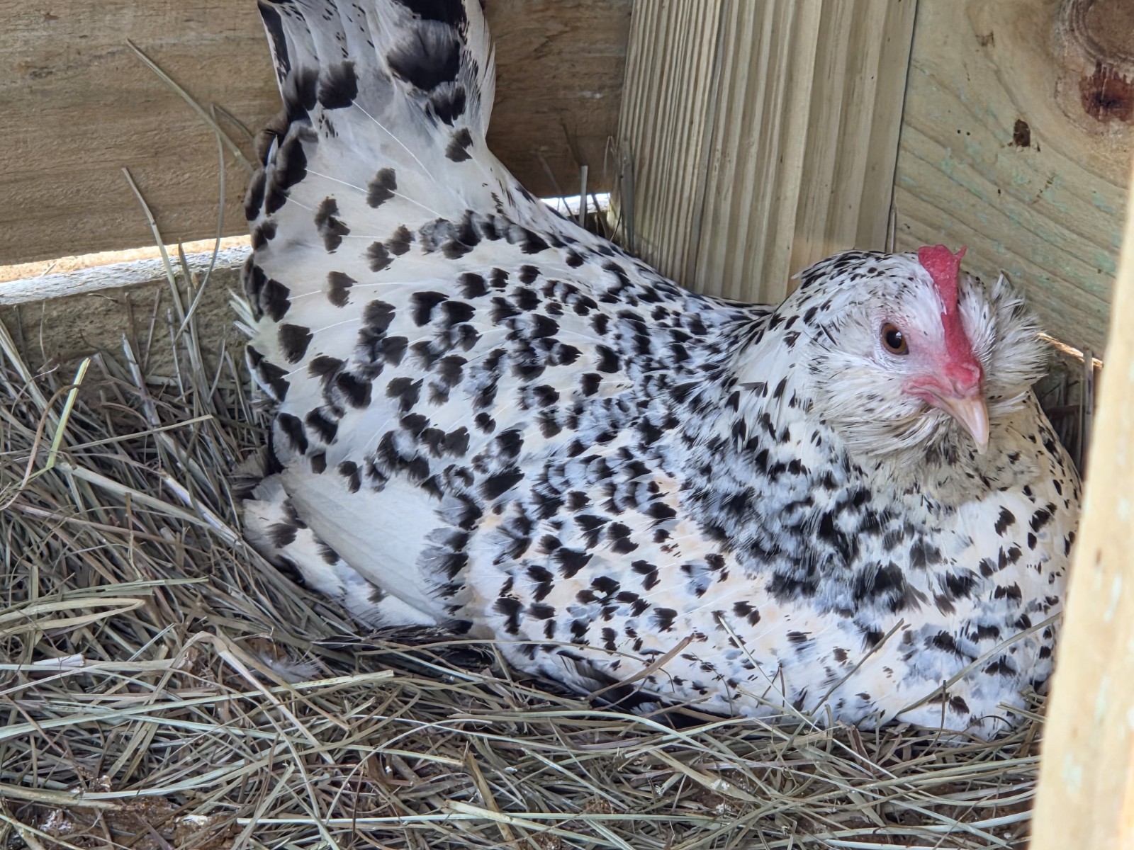 12+ HENS CHOICE D’uccle HATCHING eggs (READ DESCRIPTION)