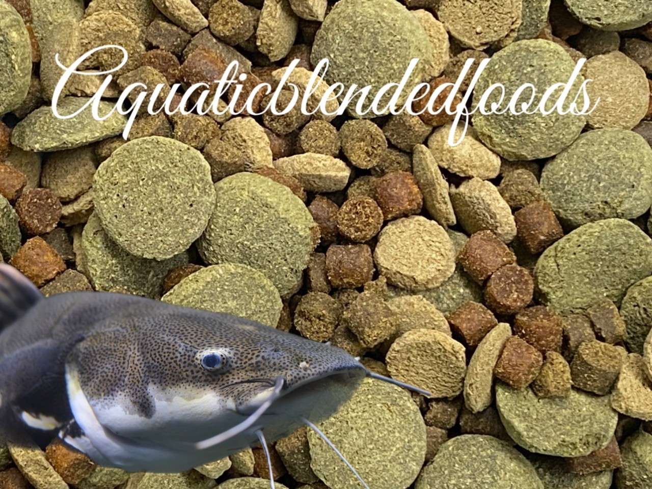 LARGE Sinking Pellet Mix/Wafers Carnivore Bottom Feeders Catfish Krill A441wwn