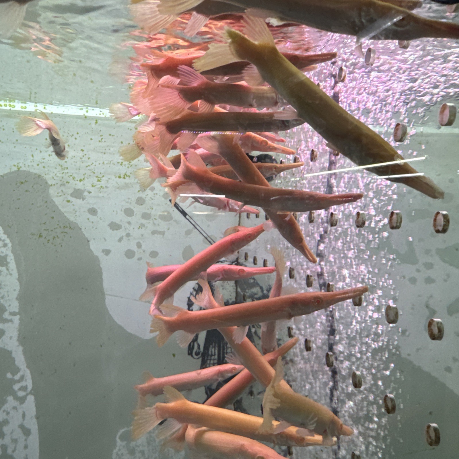 LIVE TROPICAL Fish- golden Albino alligator Gar 5-6 Inch