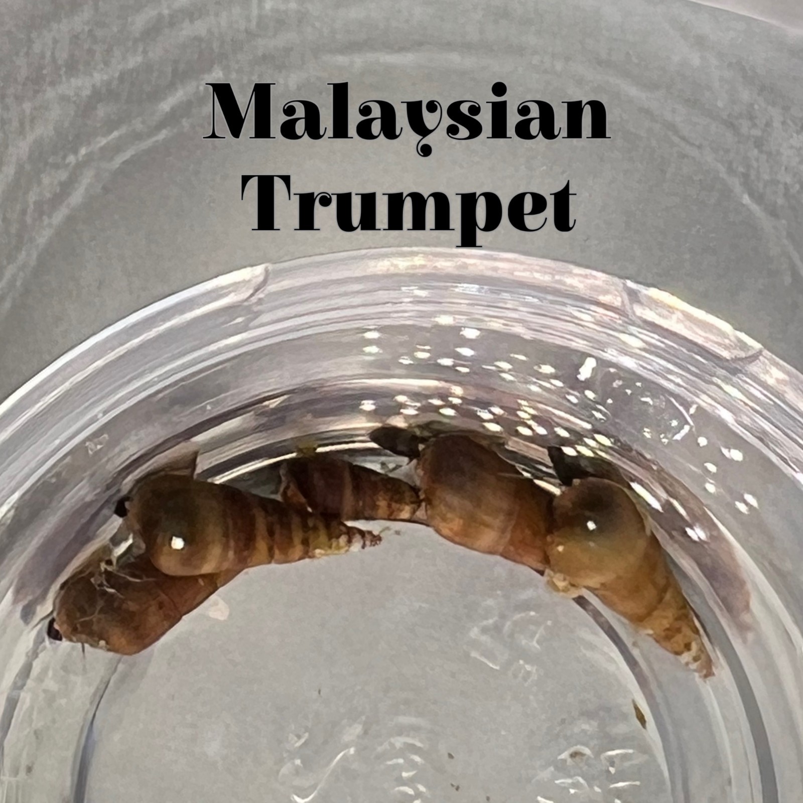 5 Live Malaysian Trumpet Snails MTS Freshwater Aquarium Algae Eater Substrate
