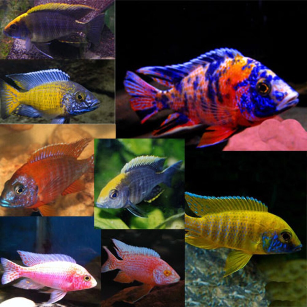 5-Pack Assorted Peacock Cichlid 2″ Live Fish Colorful African Freshwater Cichlid