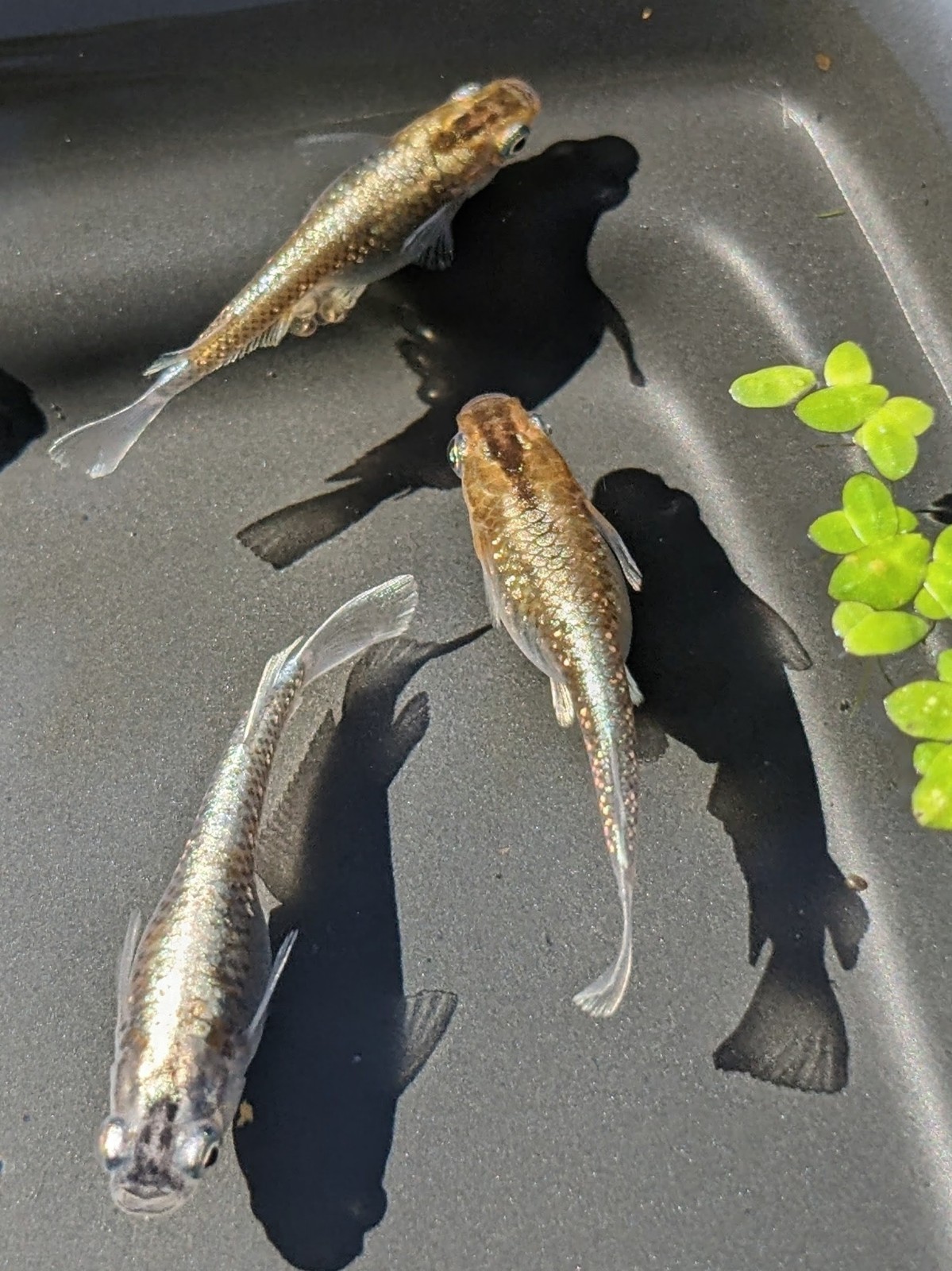 Red Cliff Dark Type Medaka Eggs – BEAUTIFUL (Japanese Ricefish) 15+ Fertilized