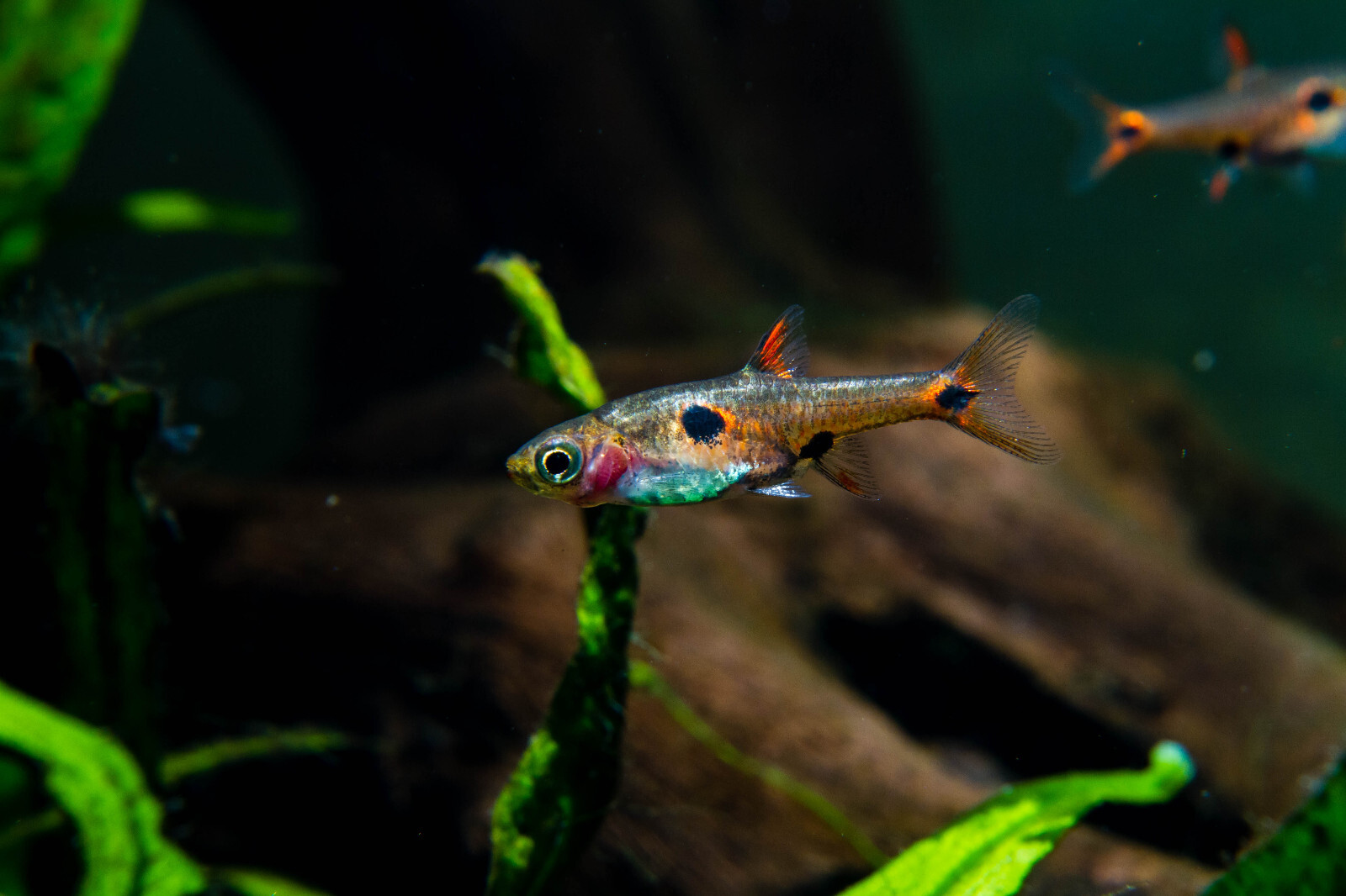 6 Dwarf Rasbora (BORARAS MACULATUS) FRESHWATER LIVE FISH