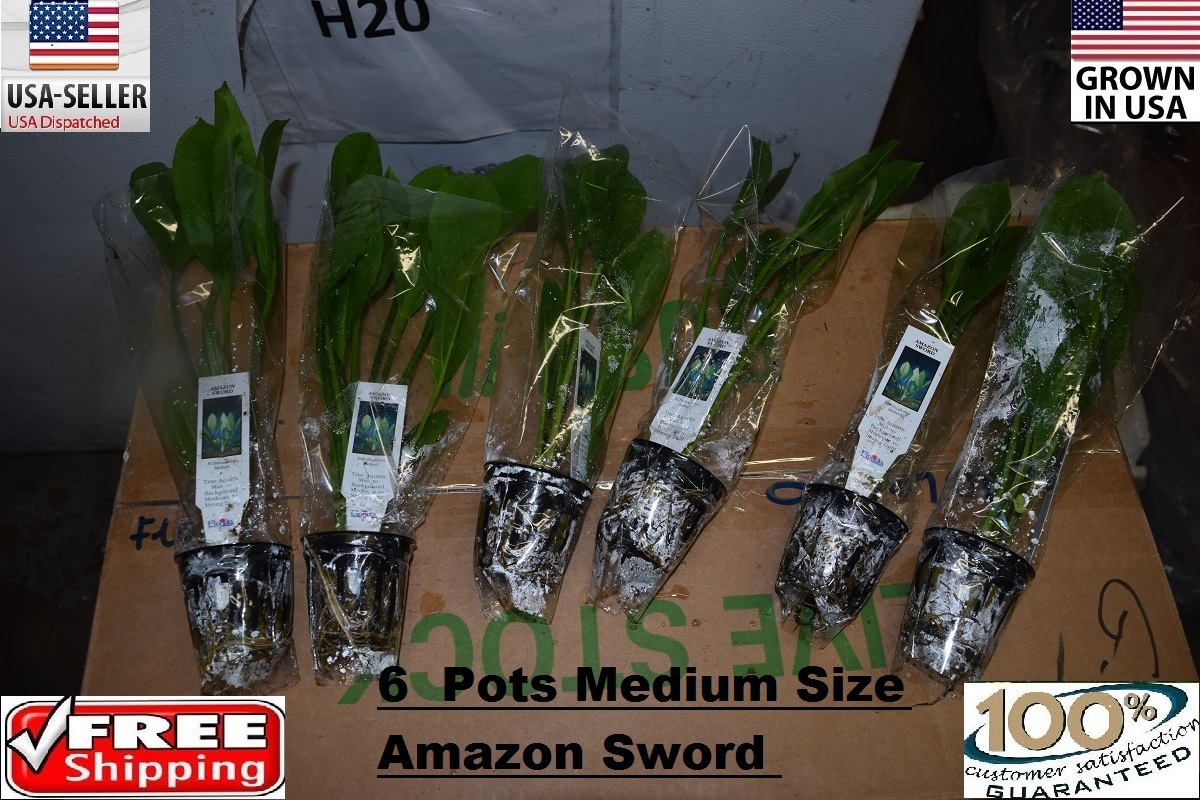 6 Pots of medium amazon sword Plant Easy Aquarium aquascaping planted tank